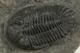 Prone Hollardops Trilobite Fossil - Ofaten, Morocco #340240-1